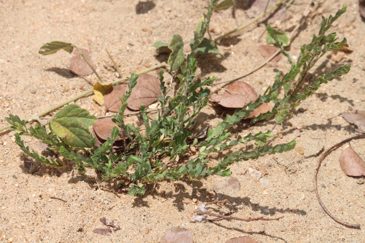 Crotalaria hebecarpa (DC.) Rudd